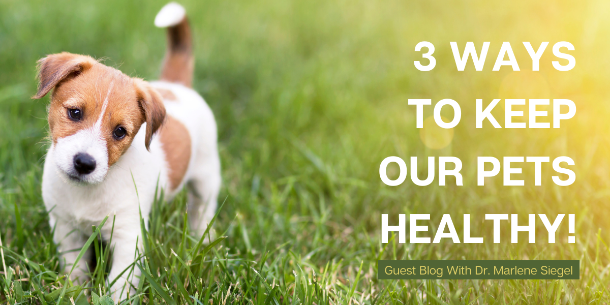 Holistic Vet, Marlene Siegel, talks Gut Health, Toxin Exposure, and Elimination!