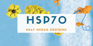 Heat Shock Protein 70 - Protect Yourself!