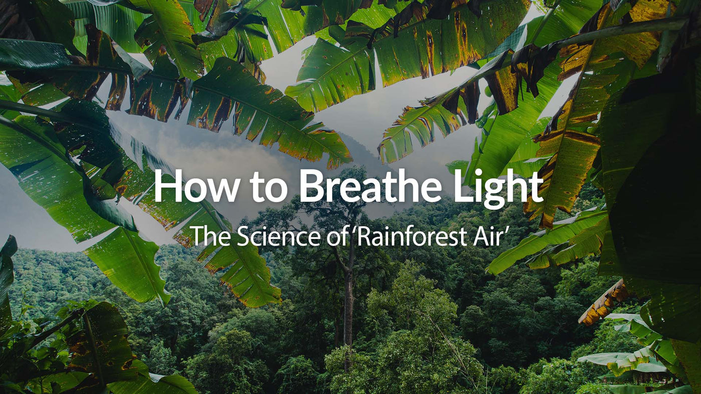 How to Breathe Light: The Science of 'Rainforest Air'